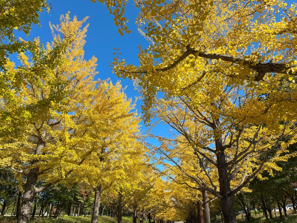 あずま総合運動公園のいちょう並木