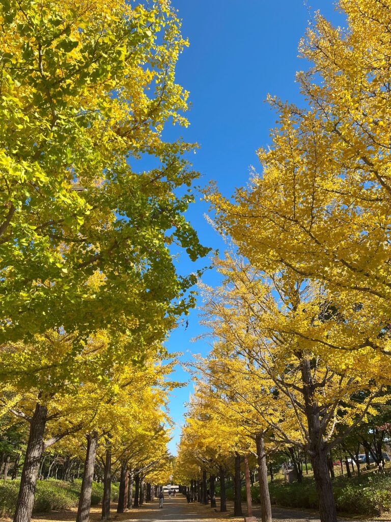 あずま総合運動公園のいちょう並木