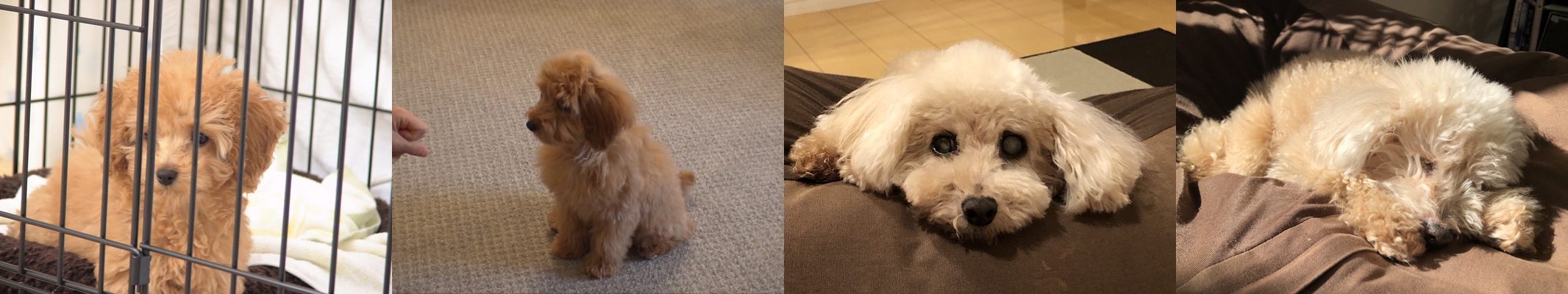 トイプードルのPoupee物語