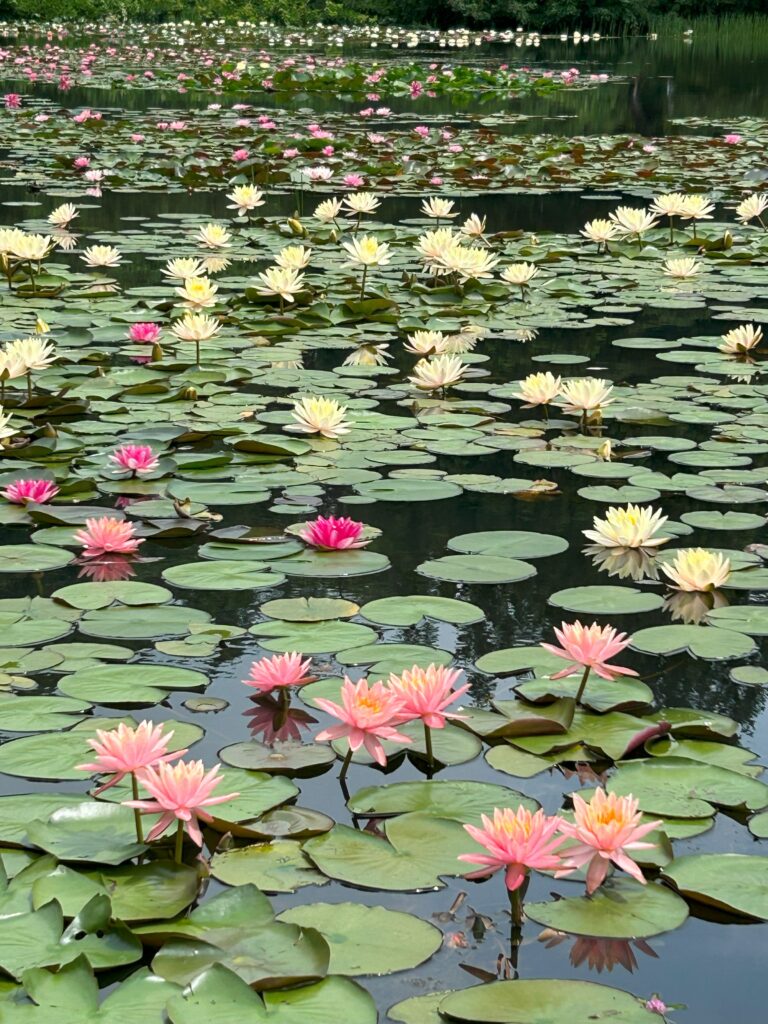 照南湖ビオパークの睡蓮（スイレン）