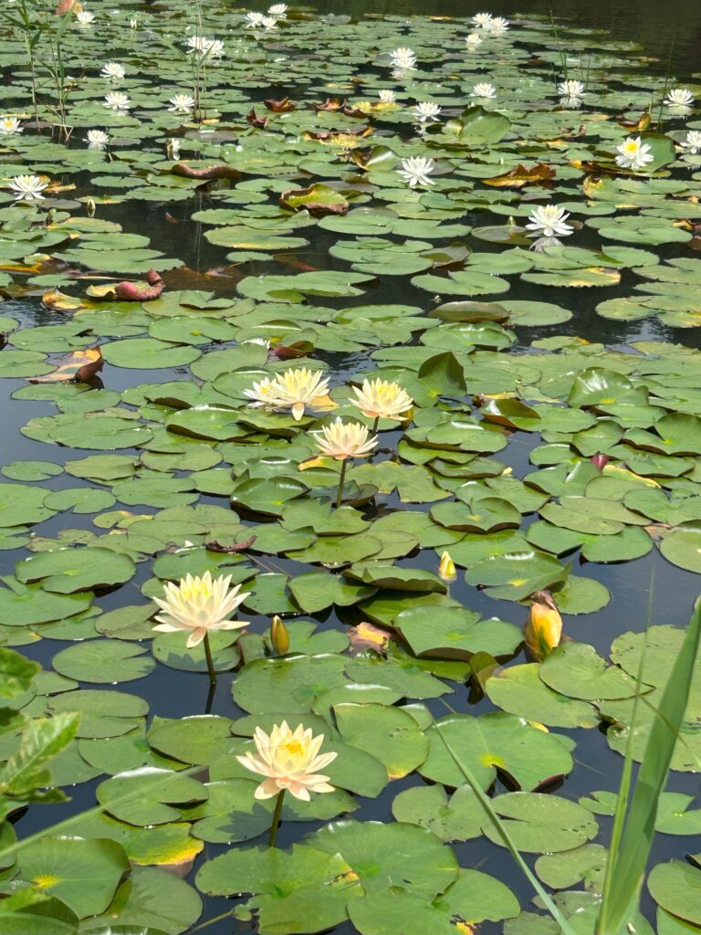 照南湖ビオパークの睡蓮（スイレン）