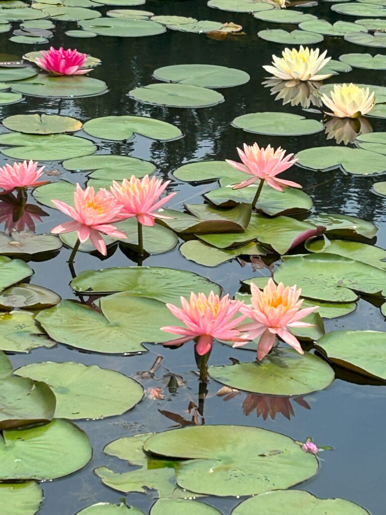 照南湖ビオパークの睡蓮（スイレン）