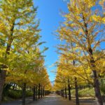 あずま総合運動公園のいちょう並木